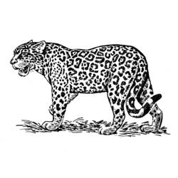 ぬりえページ: ジャガー (動物) #9013 - 無料の印刷可能なぬりえページ