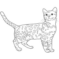 ぬりえページ: 子猫 (動物) #18101 - 無料の印刷可能なぬりえページ