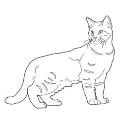 ぬりえページ: 子猫 (動物) #18108 - 無料の印刷可能なぬりえページ