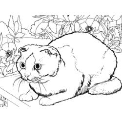 ぬりえページ: 子猫 (動物) #18135 - 無料の印刷可能なぬりえページ