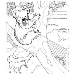 ぬりえページ: コアラ (動物) #9307 - 無料の印刷可能なぬりえページ