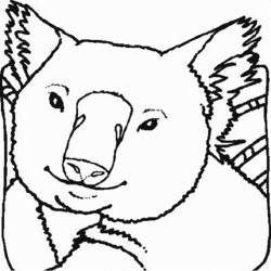 ぬりえページ: コアラ (動物) #9340 - 無料の印刷可能なぬりえページ