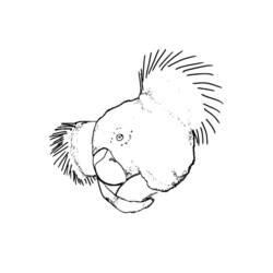 ぬりえページ: コアラ (動物) #9343 - 無料の印刷可能なぬりえページ