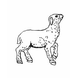 ぬりえページ: 子羊 (動物) #217 - 無料の印刷可能なぬりえページ