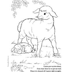 ぬりえページ: 子羊 (動物) #268 - 無料の印刷可能なぬりえページ