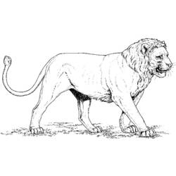 ぬりえページ: ライオン (動物) #10256 - 無料の印刷可能なぬりえページ
