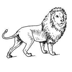 ぬりえページ: ライオン (動物) #10273 - 無料の印刷可能なぬりえページ