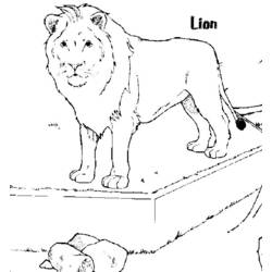ぬりえページ: ライオン (動物) #10359 - 無料の印刷可能なぬりえページ