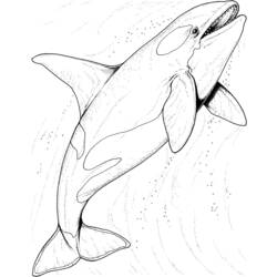 ぬりえページ: 海洋生物 (動物) #22102 - 無料の印刷可能なぬりえページ