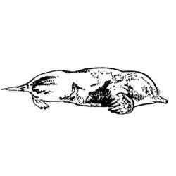 ぬりえページ: モル (動物) #19382 - 無料の印刷可能なぬりえページ