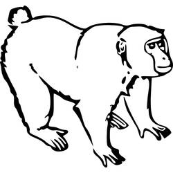 ぬりえページ: 猿 (動物) #14173 - 無料の印刷可能なぬりえページ
