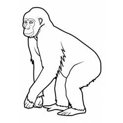 ぬりえページ: 猿 (動物) #14196 - 無料の印刷可能なぬりえページ