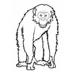 ぬりえページ: 猿 (動物) #14220 - 無料の印刷可能なぬりえページ