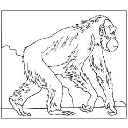 ぬりえページ: 猿 (動物) #14227 - 無料の印刷可能なぬりえページ