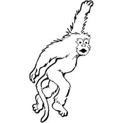 ぬりえページ: 猿 (動物) #14243 - 無料の印刷可能なぬりえページ