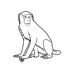 ぬりえページ: 猿 (動物) #14259 - 無料の印刷可能なぬりえページ