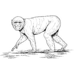 ぬりえページ: 猿 (動物) #14269 - 無料の印刷可能なぬりえページ