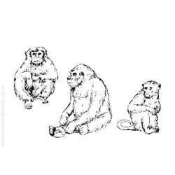 ぬりえページ: 猿 (動物) #14289 - 無料の印刷可能なぬりえページ