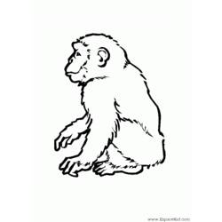 ぬりえページ: 猿 (動物) #14295 - 無料の印刷可能なぬりえページ