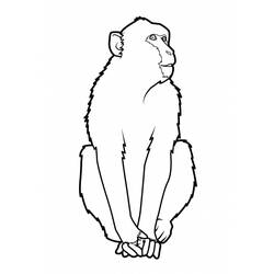 ぬりえページ: 猿 (動物) #14323 - 無料の印刷可能なぬりえページ