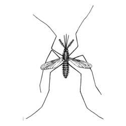 ぬりえページ: 蚊 (動物) #11325 - 無料の印刷可能なぬりえページ