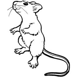 ぬりえページ: マウス (動物) #13953 - 無料の印刷可能なぬりえページ