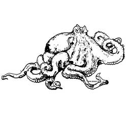 ぬりえページ: タコ (動物) #18940 - 無料の印刷可能なぬりえページ