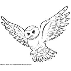 ぬりえページ: フクロウ (動物) #8475 - 無料の印刷可能なぬりえページ