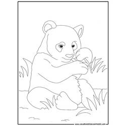 ぬりえページ: パンダ (動物) #12488 - 無料の印刷可能なぬりえページ