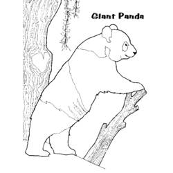 ぬりえページ: パンダ (動物) #12508 - 無料の印刷可能なぬりえページ