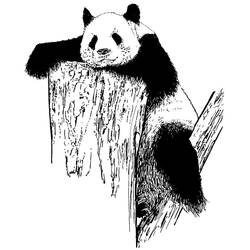 ぬりえページ: パンダ (動物) #12625 - 無料の印刷可能なぬりえページ