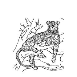 ぬりえページ: パンサー (動物) #15566 - 無料の印刷可能なぬりえページ