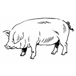 ぬりえページ: 豚 (動物) #3596 - 無料の印刷可能なぬりえページ