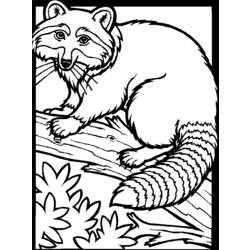 ぬりえページ: ラクーン (動物) #19991 - 無料の印刷可能なぬりえページ