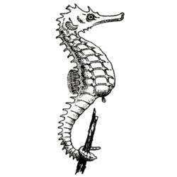 ぬりえページ: タツノオトシゴ (動物) #18631 - 無料の印刷可能なぬりえページ