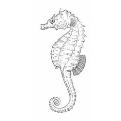 ぬりえページ: タツノオトシゴ (動物) #18672 - 無料の印刷可能なぬりえページ