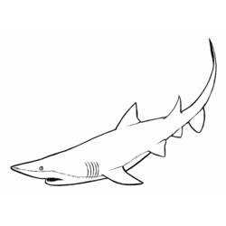 ぬりえページ: 鮫 (動物) #14770 - 無料の印刷可能なぬりえページ