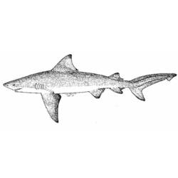 ぬりえページ: 鮫 (動物) #14853 - 無料の印刷可能なぬりえページ