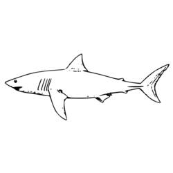 ぬりえページ: 鮫 (動物) #14910 - 無料の印刷可能なぬりえページ