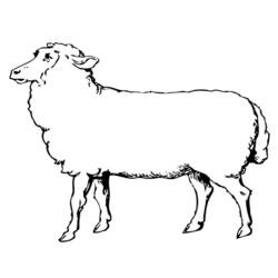 ぬりえページ: 羊 (動物) #11452 - 無料の印刷可能なぬりえページ