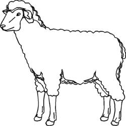 ぬりえページ: 羊 (動物) #11467 - 無料の印刷可能なぬりえページ