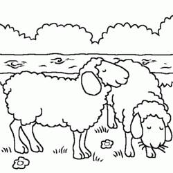 ぬりえページ: 羊 (動物) #11500 - 無料の印刷可能なぬりえページ