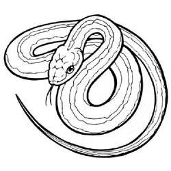 ぬりえページ: 蛇 (動物) #14361 - 無料の印刷可能なぬりえページ