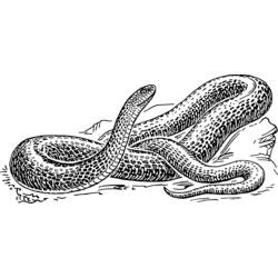 ぬりえページ: 蛇 (動物) #14378 - 無料の印刷可能なぬりえページ