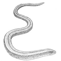 ぬりえページ: 蛇 (動物) #14468 - 無料の印刷可能なぬりえページ