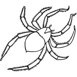 ぬりえページ: クモ (動物) #184492 - 無料の印刷可能なぬりえページ