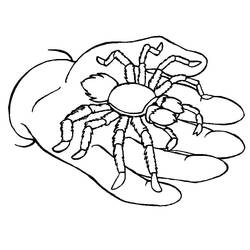ぬりえページ: クモ (動物) #184521 - 無料の印刷可能なぬりえページ