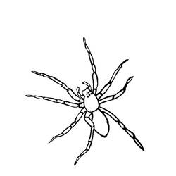 ぬりえページ: クモ (動物) #576 - 無料の印刷可能なぬりえページ