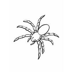 ぬりえページ: クモ (動物) #583 - 無料の印刷可能なぬりえページ
