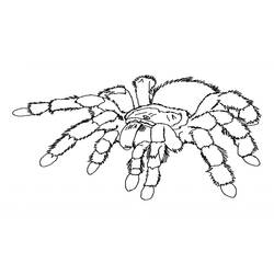 ぬりえページ: クモ (動物) #586 - 無料の印刷可能なぬりえページ